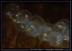 Eggs of Perches not far from eclosion... :O)... by Michel Lonfat 
